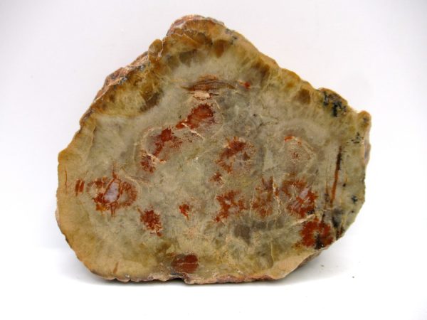 Genuine Jurassic Age Dinosaur Coprolite Fossil for Sale from Utah #74