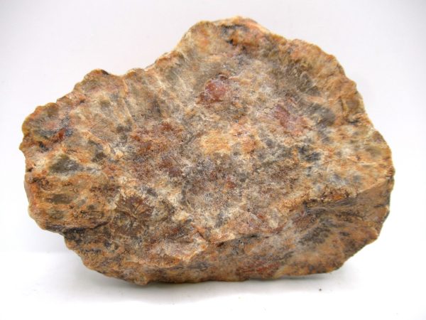 Genuine Jurassic Age Dinosaur Coprolite Fossil for Sale from Utah #74a