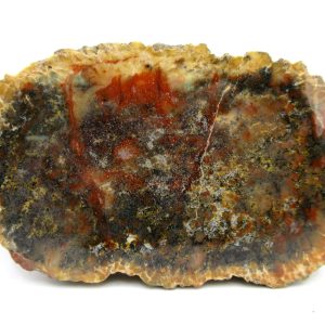 Genuine Jurassic Age Dinosaur Coprolite Fossil for Sale from Utah #75