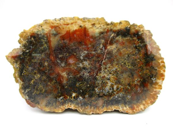 Genuine Jurassic Age Dinosaur Coprolite Fossil for Sale from Utah #75