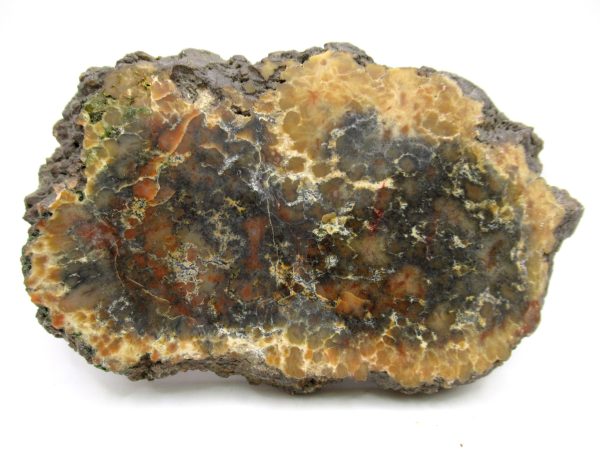 Genuine Jurassic Age Dinosaur Coprolite Fossil for Sale from Utah #75a