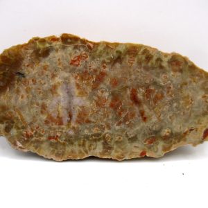 Genuine Jurassic Age Dinosaur Coprolite Fossil for Sale from Utah #76