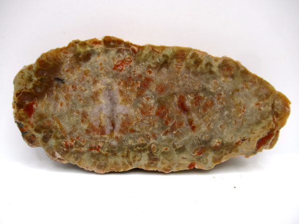 Genuine Jurassic Age Dinosaur Coprolite Fossil for Sale from Utah #76