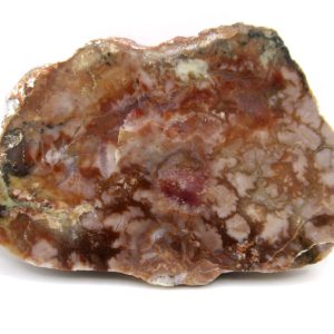 Genuine Jurassic Age Dinosaur Coprolite Fossil for Sale from Utah #77