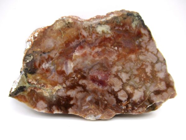 Genuine Jurassic Age Dinosaur Coprolite Fossil for Sale from Utah #77