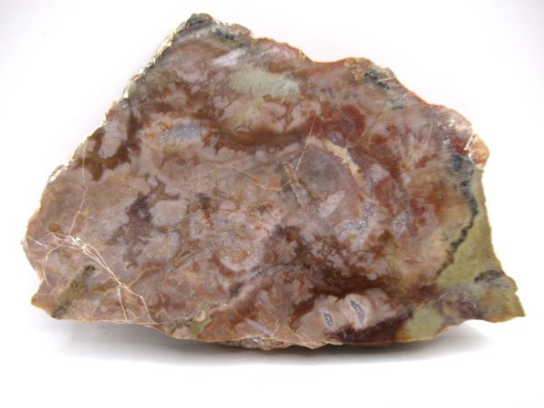 Genuine Jurassic Age Dinosaur Coprolite Fossil for Sale from Utah #77a