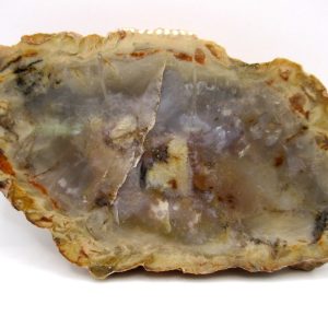 Genuine Jurassic Age Dinosaur Coprolite Fossil for Sale from Utah #78