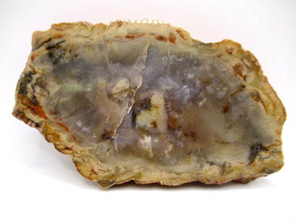 Genuine Jurassic Age Dinosaur Coprolite Fossil for Sale from Utah #78