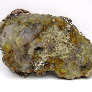 Genuine Jurassic Age Dinosaur Coprolite Fossil for Sale from Utah #79