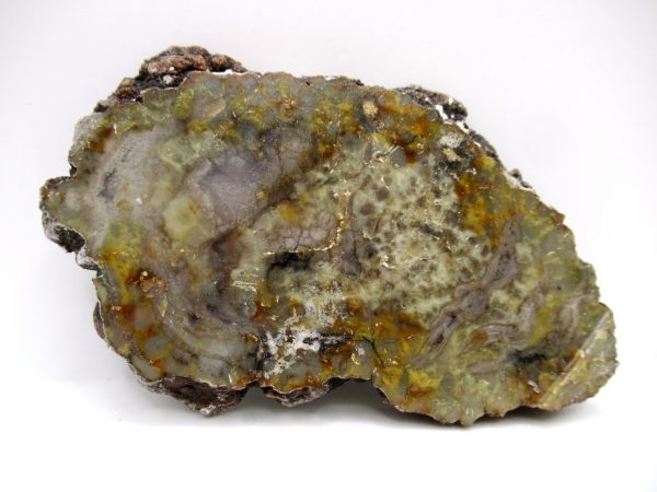 Genuine Jurassic Age Dinosaur Coprolite Fossil for Sale from Utah #79