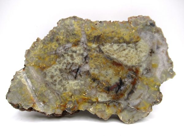 Genuine Jurassic Age Dinosaur Coprolite Fossil for Sale from Utah #79a