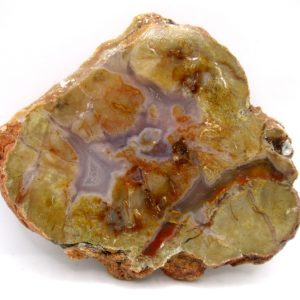 Genuine Jurassic Age Dinosaur Coprolite Fossil for Sale from Utah #80