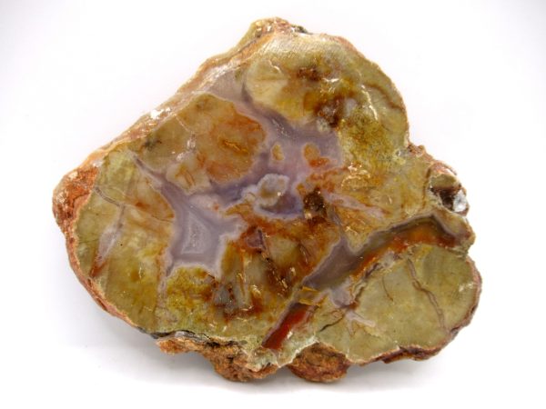 Genuine Jurassic Age Dinosaur Coprolite Fossil for Sale from Utah #80