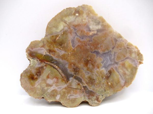 Genuine Jurassic Age Dinosaur Coprolite Fossil for Sale from Utah #80a