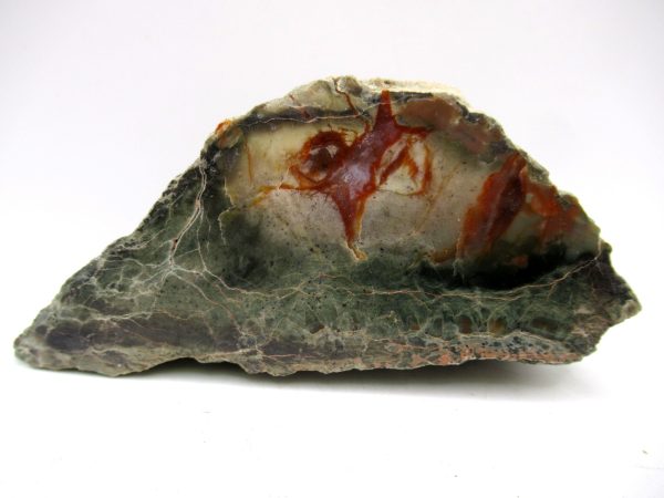 Genuine Jurassic Age Dinosaur Coprolite Fossil for Sale from Utah #81