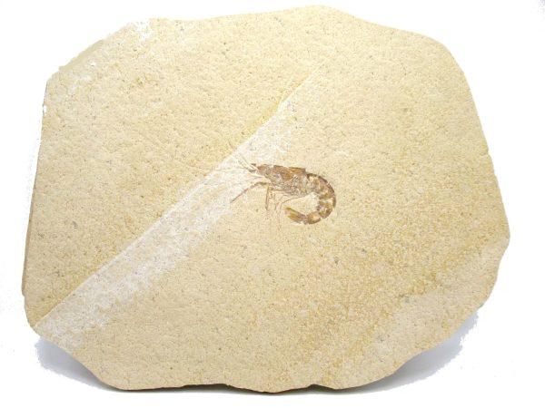 Genuine Jurassic Age Solnhofen Shrimp Fossil for Sale from Germany #85