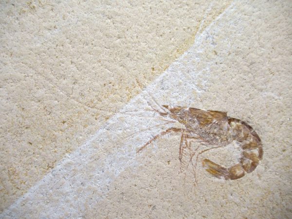 Genuine Jurassic Age Solnhofen Shrimp Fossil for Sale from Germany #85a