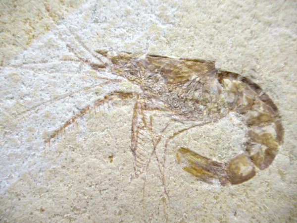 Genuine Jurassic Age Solnhofen Shrimp Fossil for Sale from Germany #85b