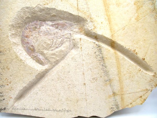 Genuine Jurassic Age Solnhofen Shrimp Fossil for Sale from Germany #87a