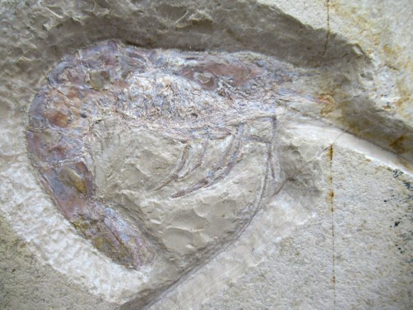 Genuine Jurassic Age Solnhofen Shrimp Fossil for Sale from Germany #87b