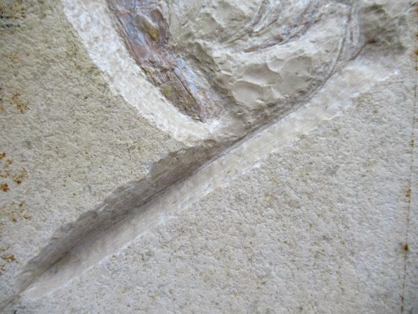 Genuine Jurassic Age Solnhofen Shrimp Fossil for Sale from Germany #87c