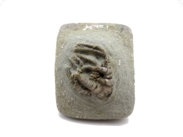 Genuine Mississippian Age Crawfordsville Crinoid Fossil for Sale from Indiana #148