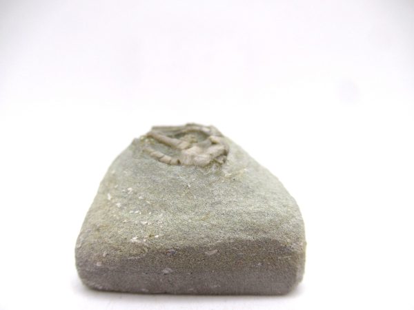 Genuine Mississippian Age Crawfordsville Crinoid Fossil for Sale from Indiana #148a