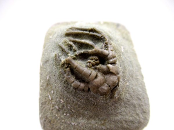 Genuine Mississippian Age Crawfordsville Crinoid Fossil for Sale from Indiana #148c