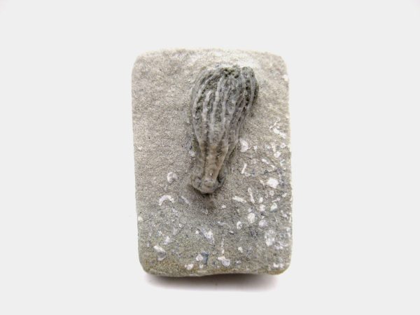 Genuine Mississippian Age Crawfordsville Crinoid Fossil for Sale from Indiana #151