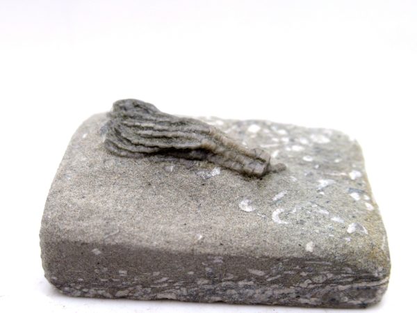 Genuine Mississippian Age Crawfordsville Crinoid Fossil for Sale from Indiana #151c