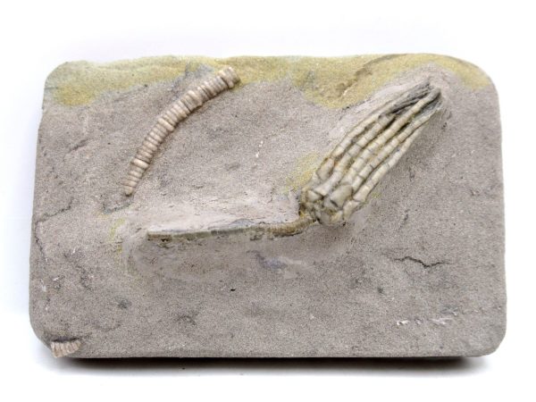 Genuine Mississippian Age Crawfordsville Crinoid Fossil for Sale from Indiana #153