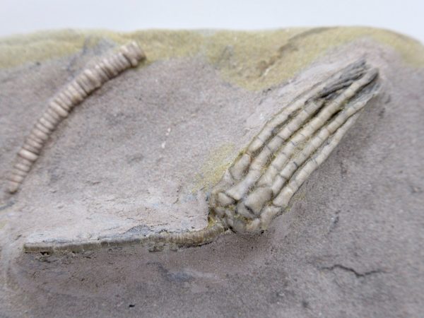 Genuine Mississippian Age Crawfordsville Crinoid Fossil for Sale from Indiana #153a