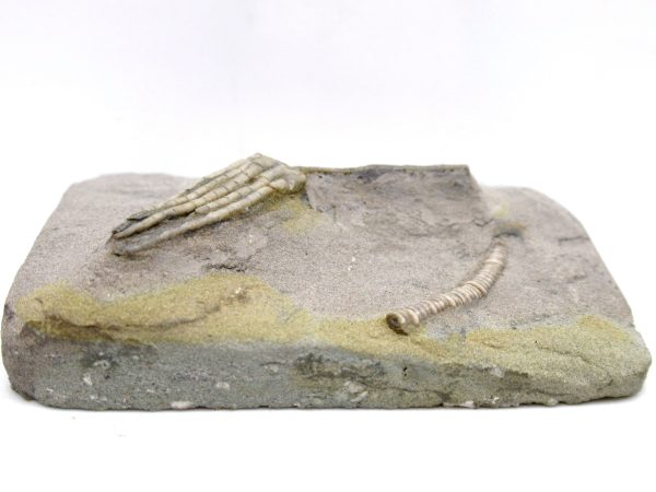 Genuine Mississippian Age Crawfordsville Crinoid Fossil for Sale from Indiana #153c