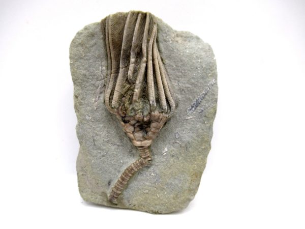 Genuine Mississippian Age Crawfordsville Crinoid Fossil for Sale from Indiana #154