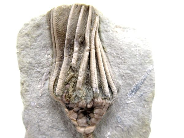 Genuine Mississippian Age Crawfordsville Crinoid Fossil for Sale from Indiana #154a