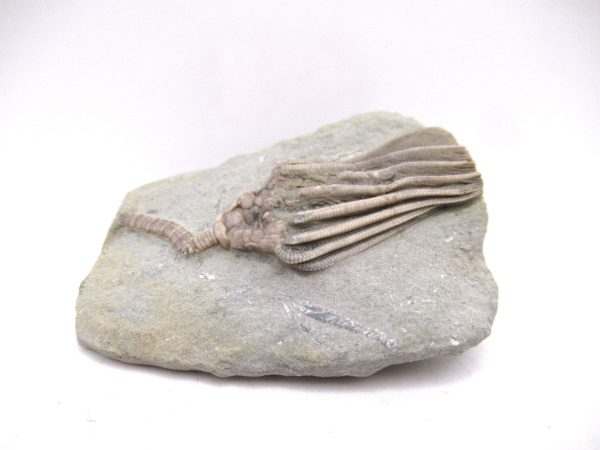 Genuine Mississippian Age Crawfordsville Crinoid Fossil for Sale from Indiana #154b