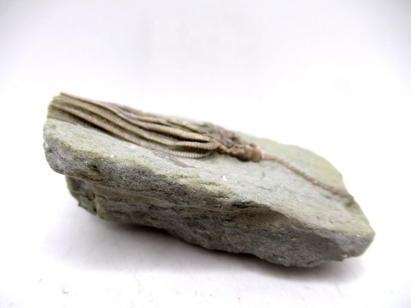 Genuine Mississippian Age Crawfordsville Crinoid Fossil for Sale from Indiana #154c