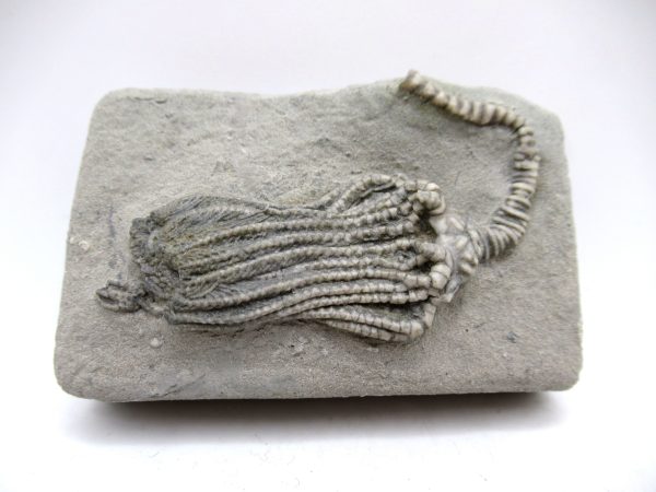 Genuine Mississippian Age Crawfordsville Crinoid Fossil for Sale from Indiana #155