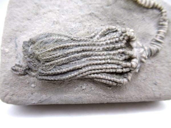 Genuine Mississippian Age Crawfordsville Crinoid Fossil for Sale from Indiana #155a