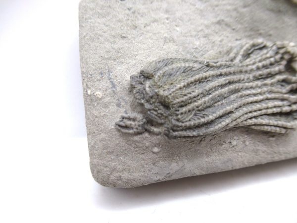 Genuine Mississippian Age Crawfordsville Crinoid Fossil for Sale from Indiana #155b