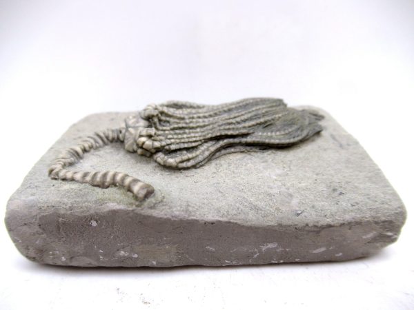 Genuine Mississippian Age Crawfordsville Crinoid Fossil for Sale from Indiana #155d