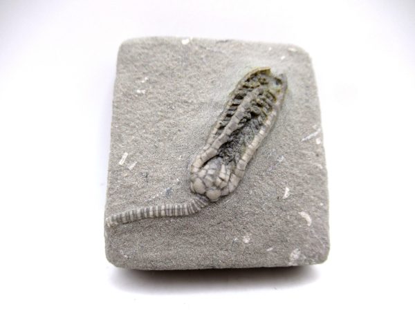 Genuine Mississippian Age Crawfordsville Crinoid Fossil for Sale from Indiana #156