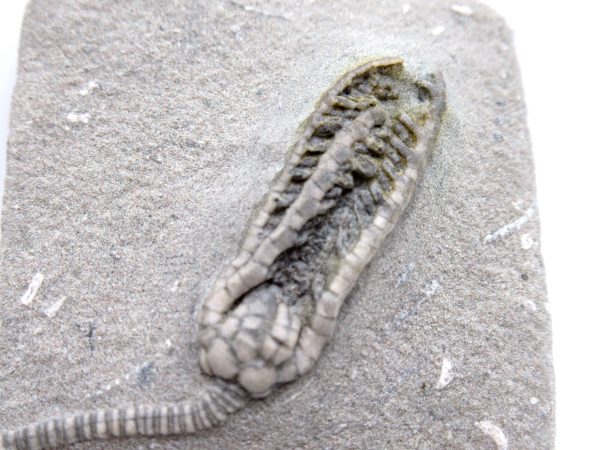 Genuine Mississippian Age Crawfordsville Crinoid Fossil for Sale from Indiana #156a