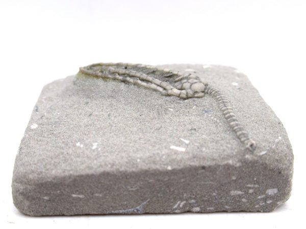 Genuine Mississippian Age Crawfordsville Crinoid Fossil for Sale from Indiana #156b