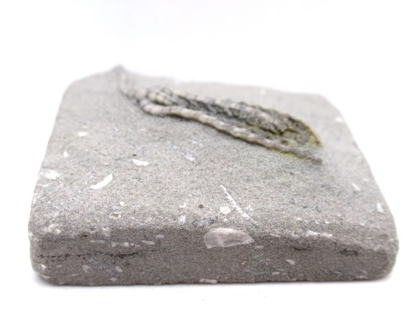 Genuine Mississippian Age Crawfordsville Crinoid Fossil for Sale from Indiana #156c