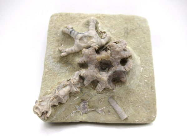 Genuine Mississippian Age Crawfordsville Crinoid Fossil for Sale from Indiana #157