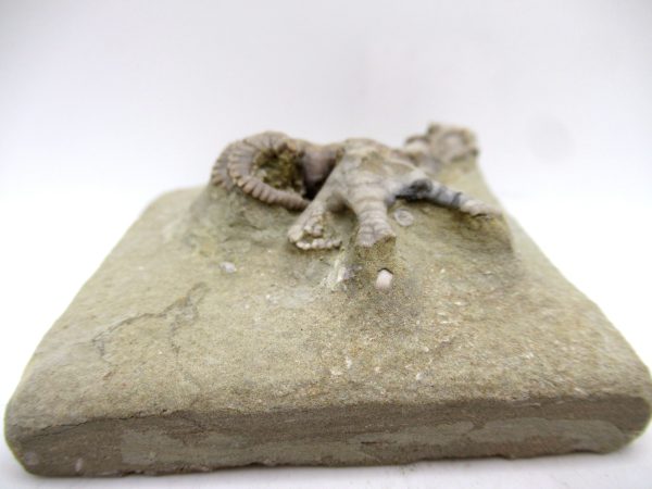 Genuine Mississippian Age Crawfordsville Crinoid Fossil for Sale from Indiana #157b