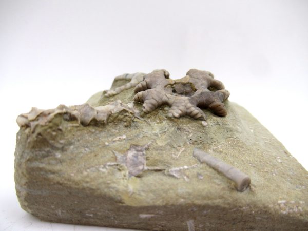 Genuine Mississippian Age Crawfordsville Crinoid Fossil for Sale from Indiana #157c