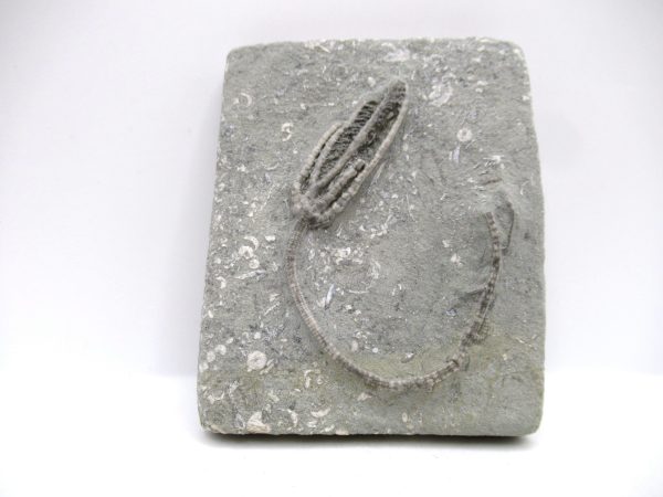 Genuine Mississippian Age Crawfordsville Crinoid Fossil for Sale from Indiana #159