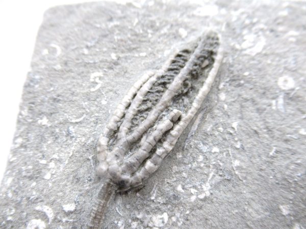 Genuine Mississippian Age Crawfordsville Crinoid Fossil for Sale from Indiana #159a